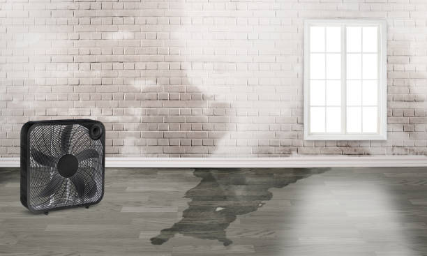 Best Flooded house restoration  in Alexandria, LA